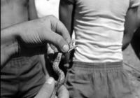 COE-21-SUPERVIVENCIA-MATANZA-105