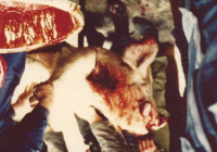 COE-21-SUPERVIVENCIA-MATANZA-68