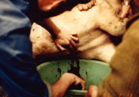 COE-21-SUPERVIVENCIA-MATANZA-69