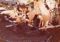 COE-21-SUPERVIVENCIA-MATANZA-79