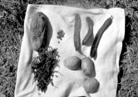 COE-21-SUPERVIVENCIA-MATANZA-98