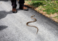 EXCURSION-NAVACERRADA-2024-53