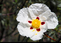 EXCURSION-NAVACERRADA-2024-81