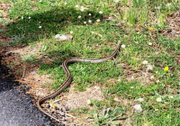 EXCURSION-NAVACERRADA-2024-92