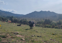 PAISAJES-NAVACERRADA-2024-17