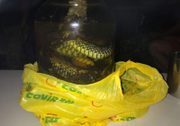 COE-21-EL-PADUL-2017-3_XHM3X9